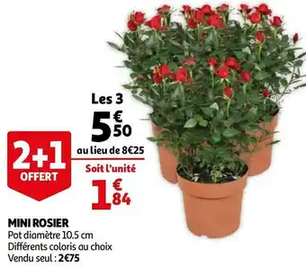 Auchan Mini rosier offre