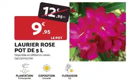 Bricomarché Laurier rose offre
