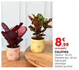 Bi1 Calathea offre