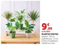 U Express Plantes vertes offre