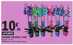 E.Leclerc Orchidée couleurs 2 tiges offre