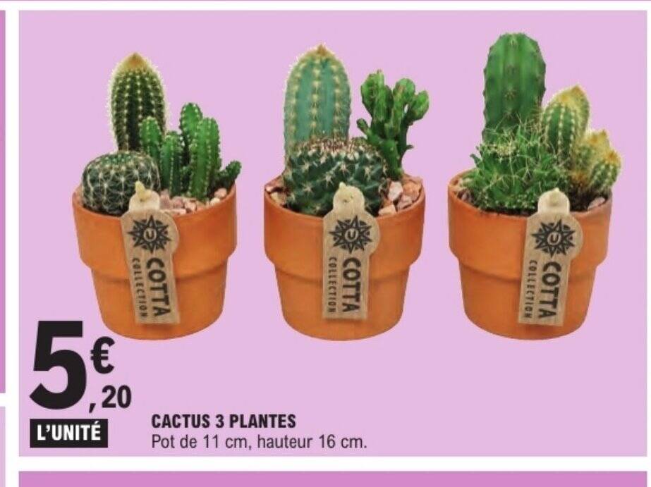 Promotions sur Cactus, trouvez ds maintenant la promotion la moins chre  pour Cactus.