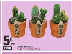 E.Leclerc Cactus 3 plantes offre
