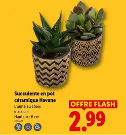 Lidl Succulente en pot céramique offre
