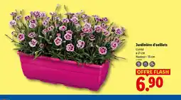 Lidl Jardinière d'oeillets offre