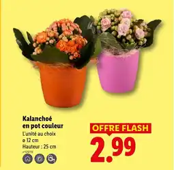 Lidl Kalanchoé en pot offre