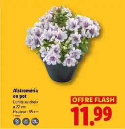 Lidl Alstromeria en pot offre