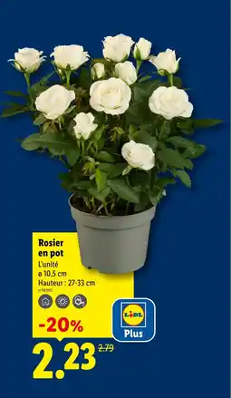 Lidl Rosier en pot offre