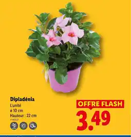 Lidl Dipladénia offre