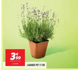 Netto Lavande pot 17 cm offre
