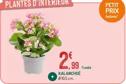 Botanic Kalanchoé offre