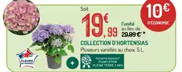 Botanic Collection d'hortensias offre