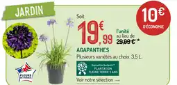 Botanic Agapanthes offre