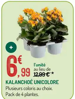 Botanic Kalanchoé unicolore offre