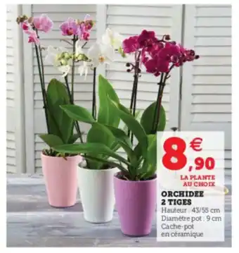 Orchidee 2 tiges