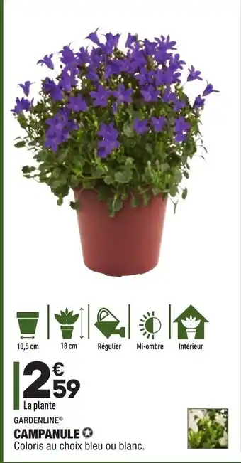 ALDI Campanule offre