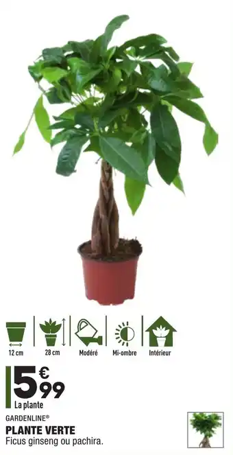 ALDI Plante verte offre
