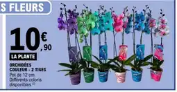 E.Leclerc Couleur - 2 tiges offre