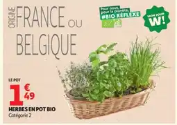 Auchan Herbes en pot bio offre
