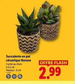 Lidl Succulente en pot céramique havane offre