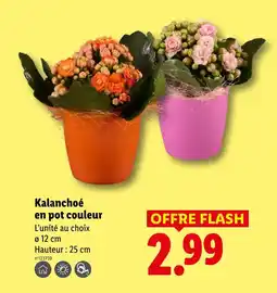 Lidl Kalanchoé en pot couleur offre