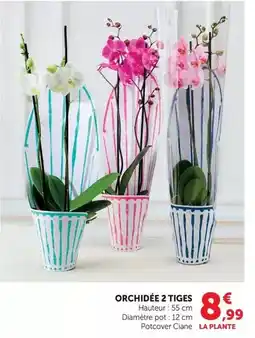 Super U Orchidée 2 tiges offre