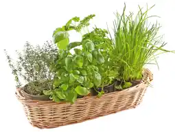 Auchan Sans marque herbes en pot bio offre