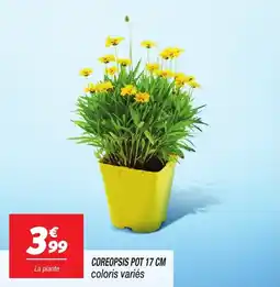 Netto Coreopsis pot offre