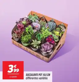 Netto Succulente pot offre