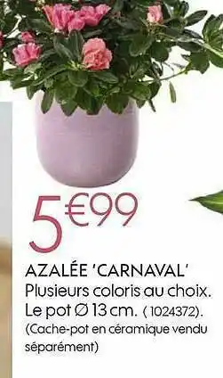 Azalée 'carnaval