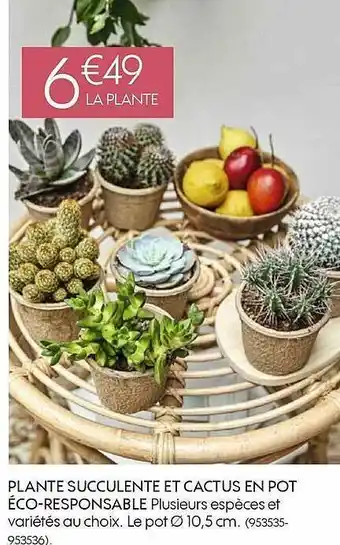 Truffaut Plante Succulente Et Cactus En Pot éco-responsable offre