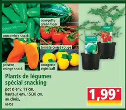 Norma Plants de légumes spécial snacking offre