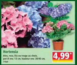 Norma Hortensia offre