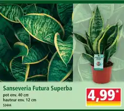 Norma Sansevieria futura superba offre
