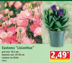 Norma Eustoma 'lisianthus' offre