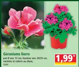 Norma Géraniums lierre offre