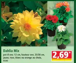 Norma Dahlia mix offre
