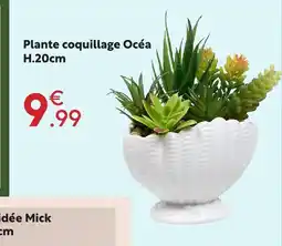 Maxi Bazar Plante coquillage océa offre