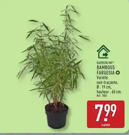 ALDI GARDENLINE Bambous fargesia offre