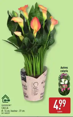 ALDI GARDENLINE Calla offre