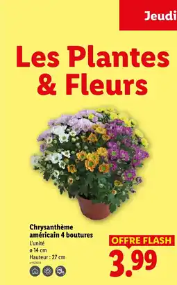 Lidl Chrysanthème américain 4 boutures offre