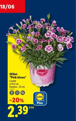 Lidl Œillet "Pink kisses" offre