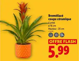 Lidl Broméliacé coupe céramique offre