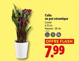 Lidl Calla en pot céramique offre
