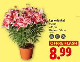 Lidl Lys oriental offre