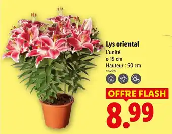 Lidl Lys oriental offre