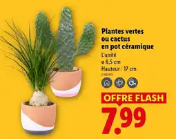 Lidl Plantes vertes ou cactus en pot céramique offre