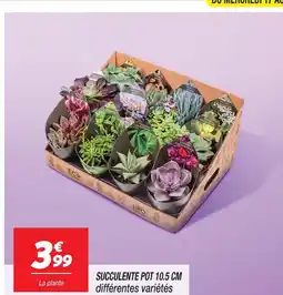 Netto Succulente pot 10.5 cm offre