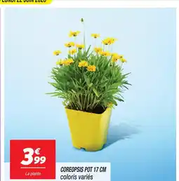 Netto Coreopsis pot 17 cm offre