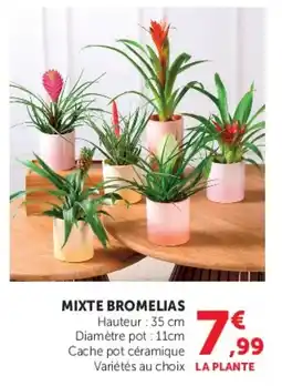 Super U Mixte bromelias offre